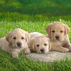 Cachorros de Labrador Adorables