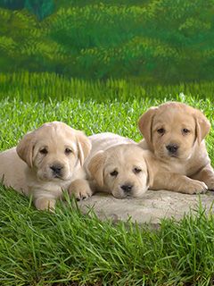 Cachorros de Labrador Adorables