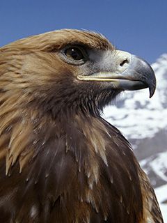 Majestuoso Águila Real