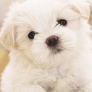 Cachorro Blanco Adorable