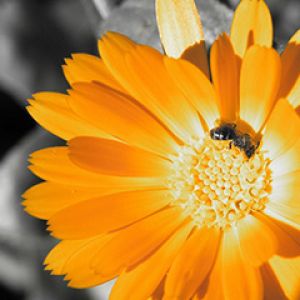 Flor Naranja Vibrante