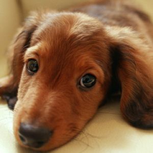 Cachorro Adorable Acercamiento