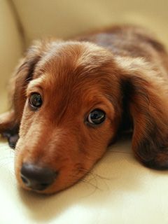Cachorro Adorable Acercamiento