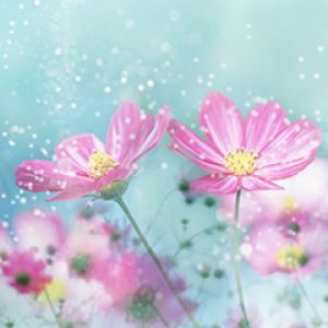 Hermosas Flores Rosadas