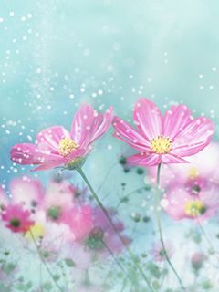 Hermosas Flores Rosadas