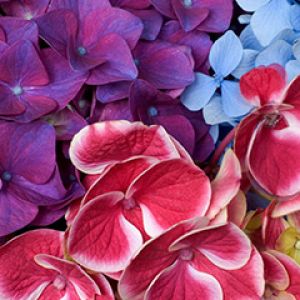 Hortensias Coloridas