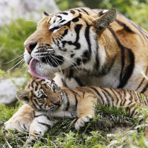 Vínculo Familiar de Tigres