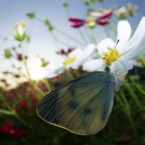 Mariposa en Flor
