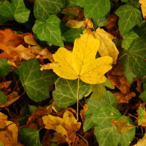 Hojas de Otoño y Hiedra