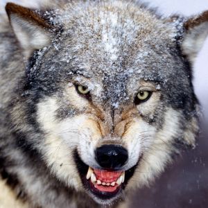 Lobo Feroz en la Nieve