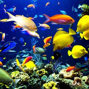 Peces tropicales coloridos