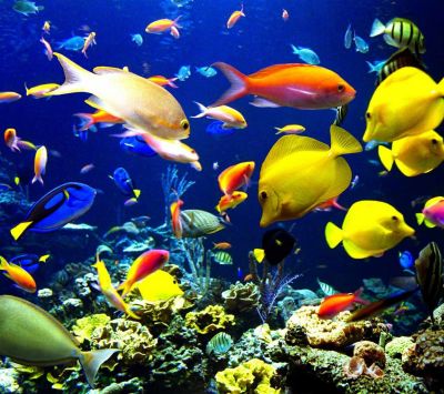 Peces tropicales coloridos