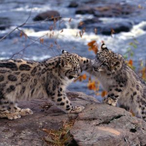 Leopardos de Nieve Jugando