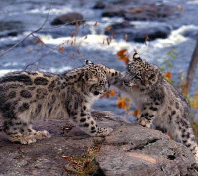 Leopardos de Nieve Jugando
