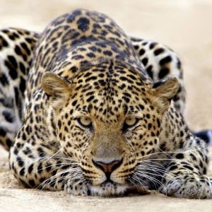 Leopardo en la Naturaleza