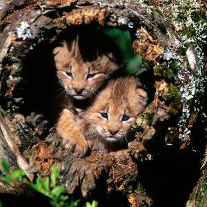 Cachorros de León Adorables en la Naturaleza