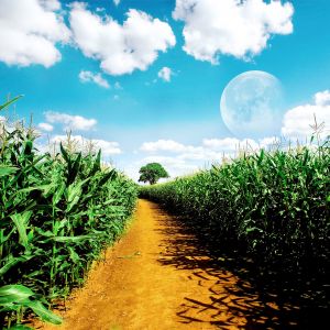 Sendero de Maíz Bajo la Luz de la Luna