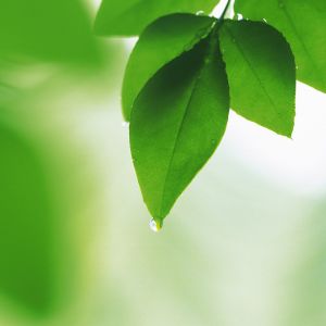 Hojas Verdes Frescas
