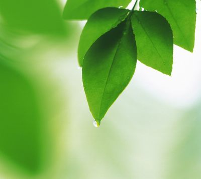 Hojas Verdes Frescas