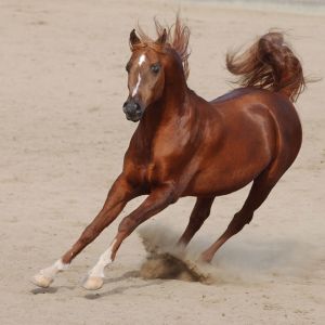 Caballo Corriendo