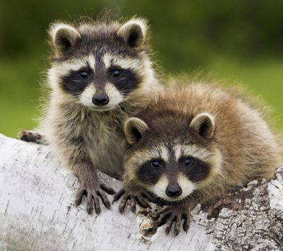 Bebés mapaches adorables