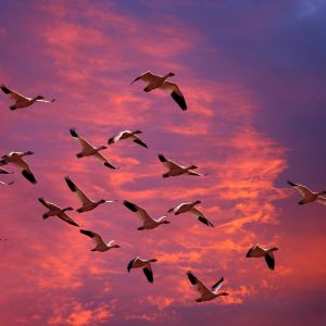 Aves Volando al Atardecer