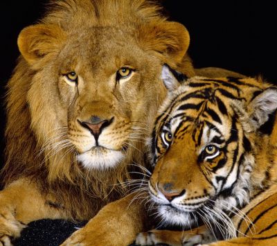León y Tigre Juntos