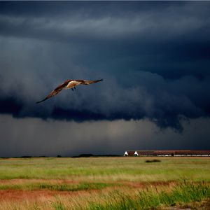Pájaro Majestuoso en Cielo Tormentoso