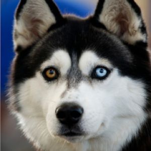 Hermoso Husky Siberiano