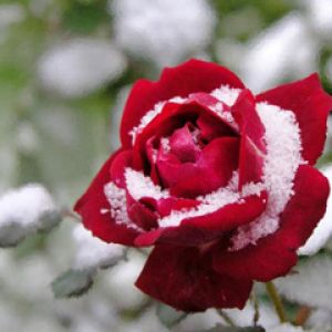 Rosa Roja Nevado