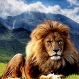León Majestuoso en la Naturaleza