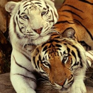 Tigres Majestuosos Juntos
