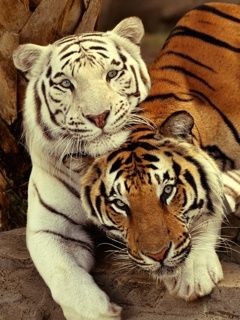 Tigres Majestuosos Juntos
