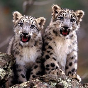 Cachorros de Leopardo de Nieve