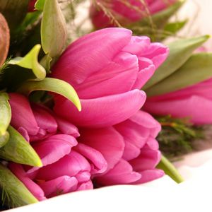 Hermosos Tulipanes Rosas