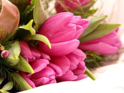 Hermosos Tulipanes Rosas
