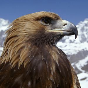 Majestuoso Águila Real