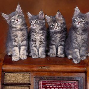 Gatitos Lindos en Radio Vintage