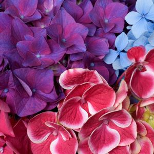 Hortensias Coloridas