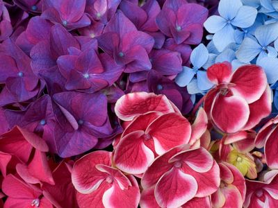 Hortensias Coloridas
