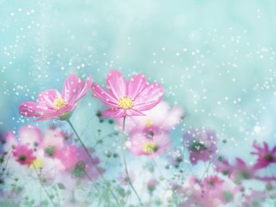 Flores Rosas en Floración