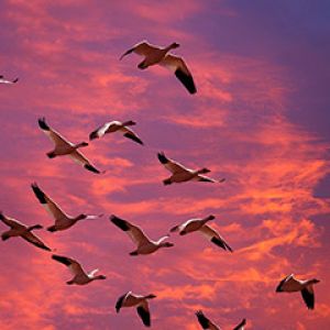Aves Volando al Atardecer
