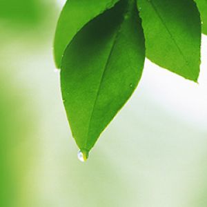 Hojas Verdes Frescas con Gota de Agua