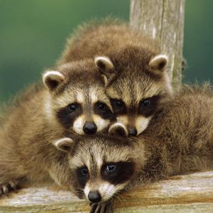 Familia de mapaches adorables