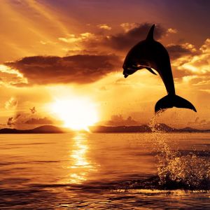 Delfín Saltando al Atardecer