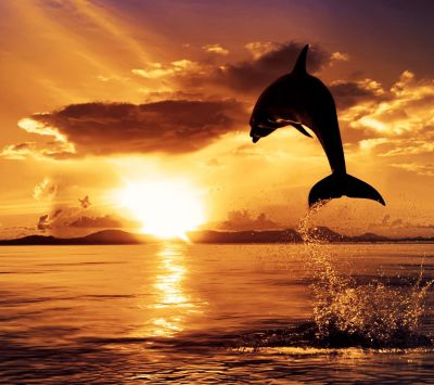 Delfín Saltando al Atardecer