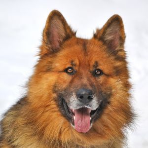 Retrato de perro esponjoso
