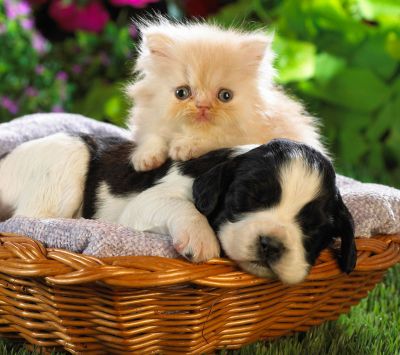Cachorro y Gatito Juntos