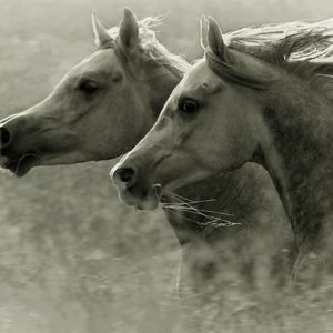 Caballos Majestuosos Corriendo