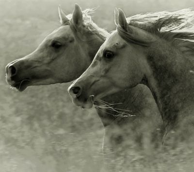 Caballos Majestuosos Corriendo